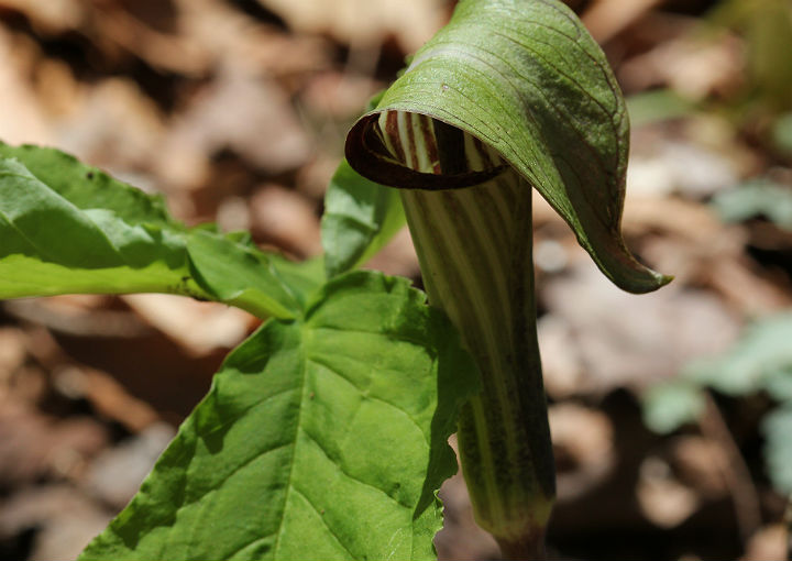 Jack-in-the-pulpit